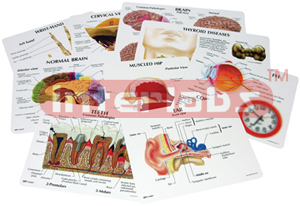 Anatomy Education Cards